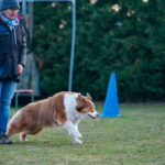 2022-02 - Club d'éducation canine - Mulane (berger australien tacheté) - 07